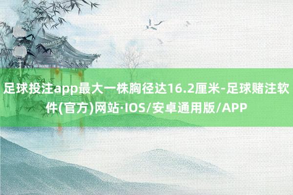 足球投注app最大一株胸径达16.2厘米-足球赌注软件(官方)网站·IOS/安卓通用版/APP